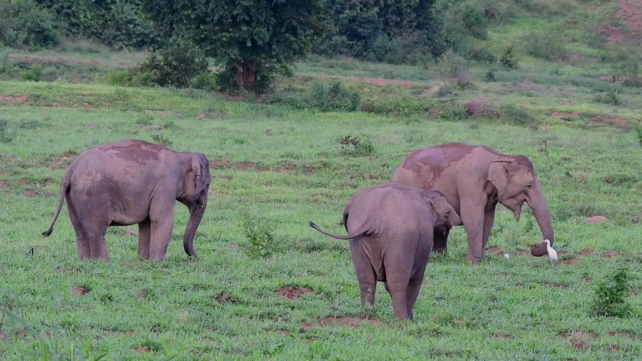 아시아 코끼리는 멸종 위기 종이며 태국 거주자이기도합니다.