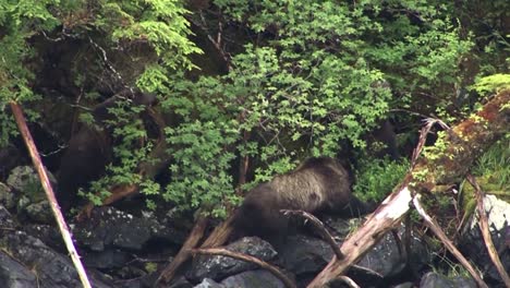 black bear and two cubs eating berries on the river bank in alaska