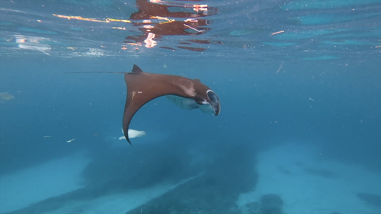 vista submarina de la manta ray nadando alimentándose en el agua azul contaminada del océano con desechos plásticos