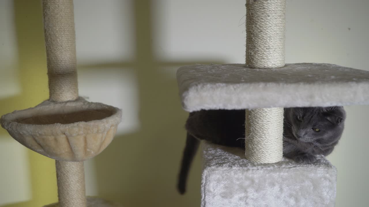 Gatto grigio che gioca in cima a un tiragraffi dal pavimento al soffitto. Albero per gatti color crema