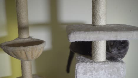 gray cat playing at the top of floor to ceiling scratching post. cream cat tree