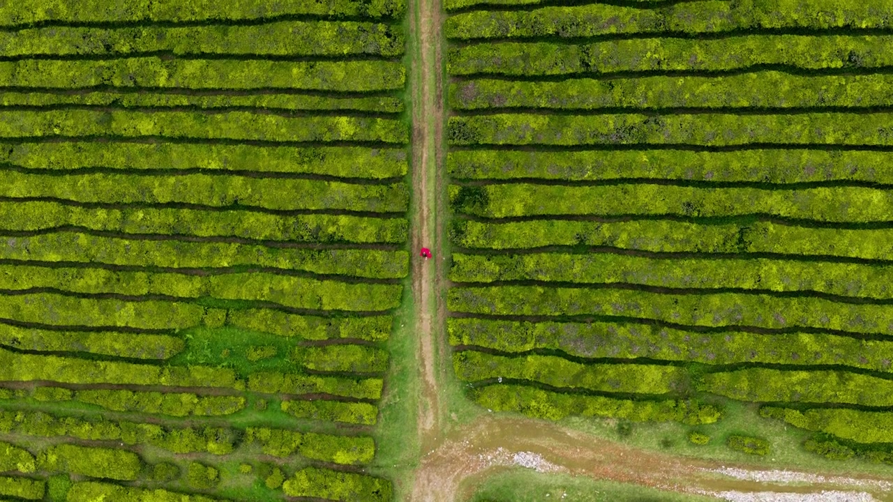 Vista dall'alto di una donna in abito rosso che cammina lungo le piantagioni di tè verde sull'isola di São Miguel nelle Azzorre. - ripresa aerea