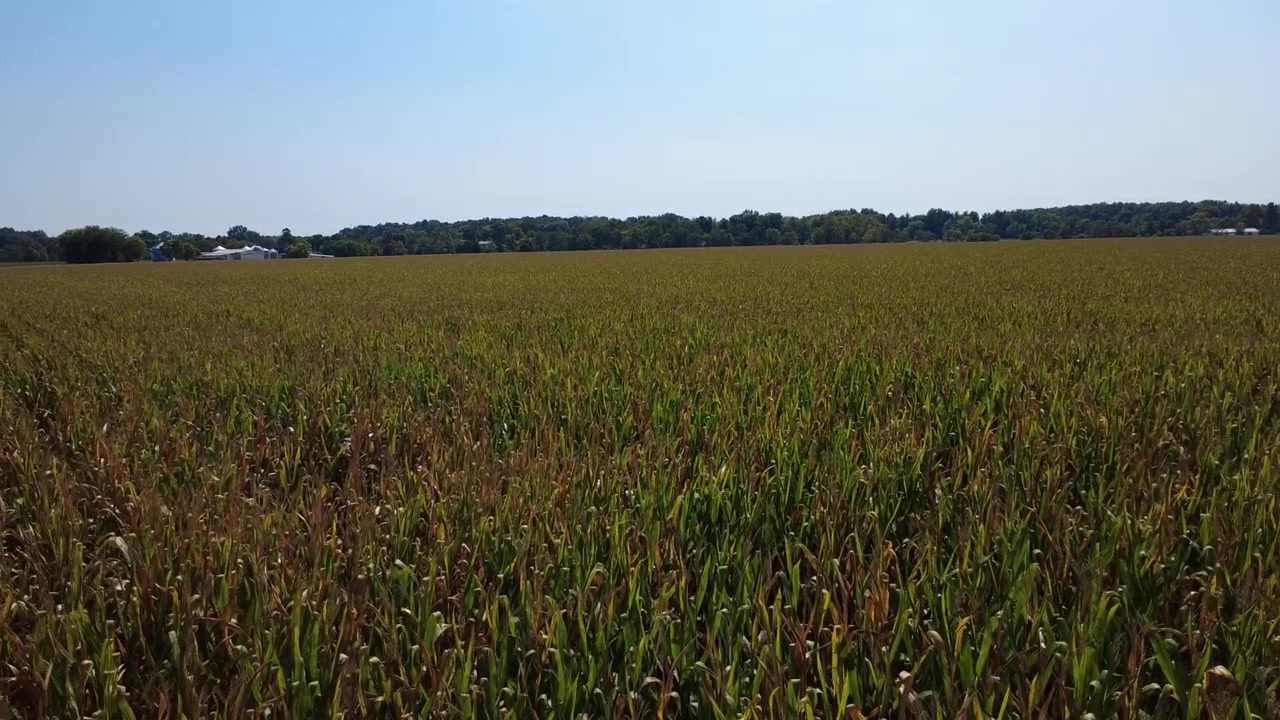 A cornfield in Southwestern Ohio in the middle of summer