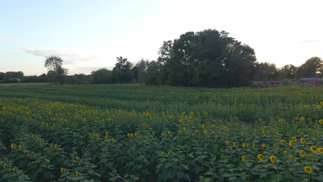 Hermosos-Girasoles-En-Un-Campo