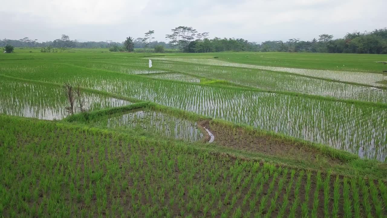Sorvolo aereo di risaie allagate con giovani piantine di riso in Asia - Ripresa dal basso