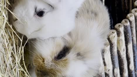 two adorable rabbits resting together