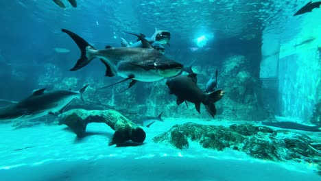 Bagre-Gigante-Del-Mekong-Nadando-En-El-Acuario.-Tiro-Estático