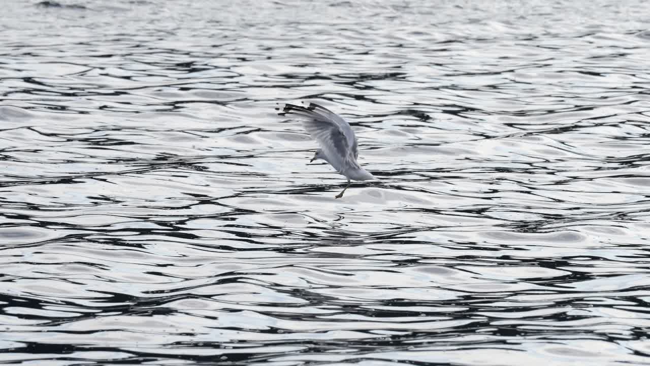 Graceful seagull landing on the rippling water with its wings spread open