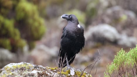white-necked raven sits on a stone and looks around during the rain