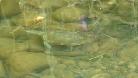 turtle belly swimming underwater in pool , slow life ,beautiful tortoise - morocco