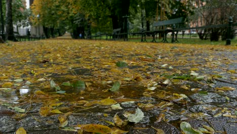 leaves and rain in the park