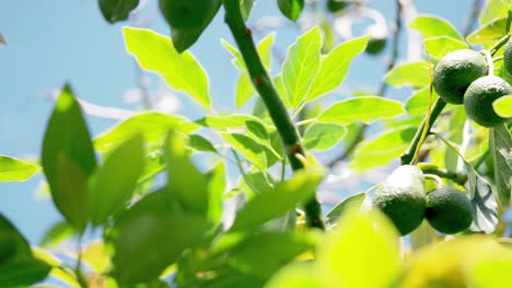 Ein-Haufen-Bio-Avocados,-Die-Im-Sonnenlicht-An-Einem-Grünen-Tropischen-Baum-Hängen