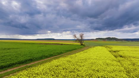 very yellow colza fields with a lone tree in the middle of the landscape, stormy clouds in the background