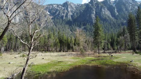 spring snowmelt in the subalpine meadows of yosemite national park, california, usa. scenic valley views (aerial ascend) approaching the dramatic mountain range backdrop.