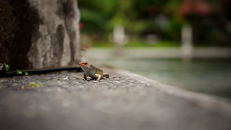 El-Lagarto-Eslizón-Balinés-Respira-Y-Se-Puede-Ver-Cómo-La-Piel-Se-Mueve-A-Lo-Largo-Del-Costado-Del-Cuerpo.