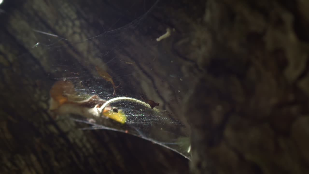 Sunlight glitters on cobweb tucked in tree trunk, slow zoom