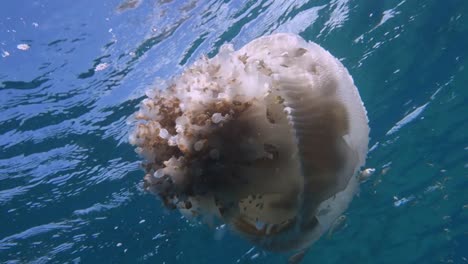 large white-spotted jellyfish floats at the surface of the water while juvenile reef fish use it for protection