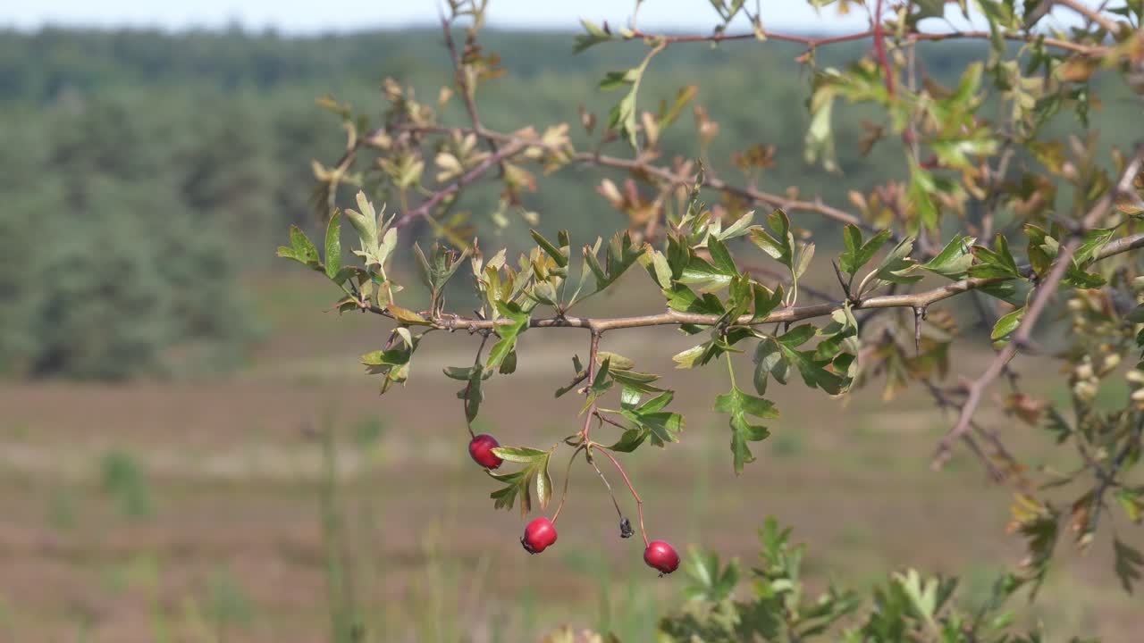 Крупный план красных ягод боярышника на ветке в вересковой пустоши Mehlinger Heide в Германии