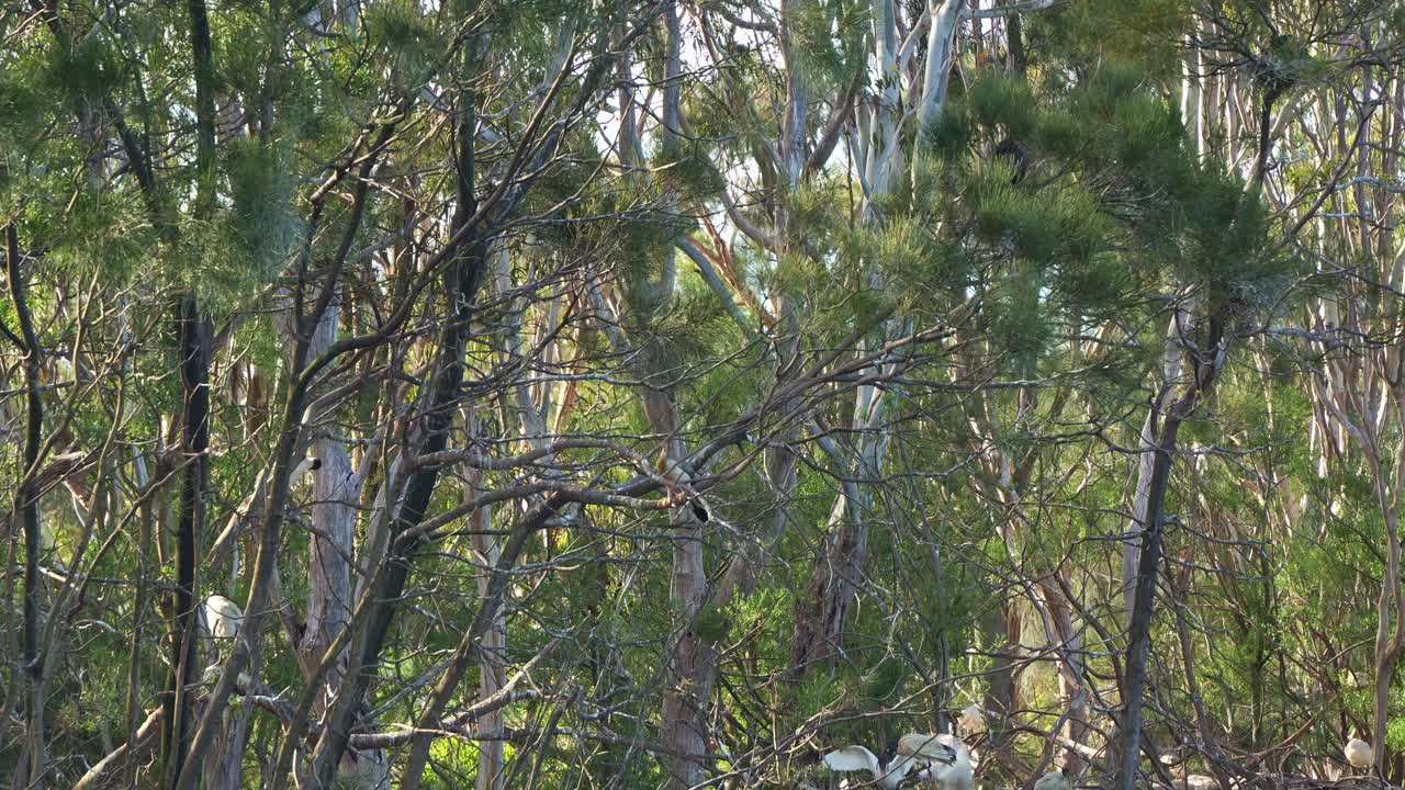 하 이비스와 오스트레일리아 다르터의 무리가 자연 서식지인 덤불 숲의 나무 가지에 앉아 있습니다.
