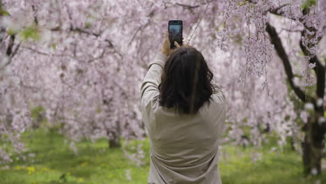 slow motion shot of a tourist taking photos of the cherry blossoms in kyoto, japan
