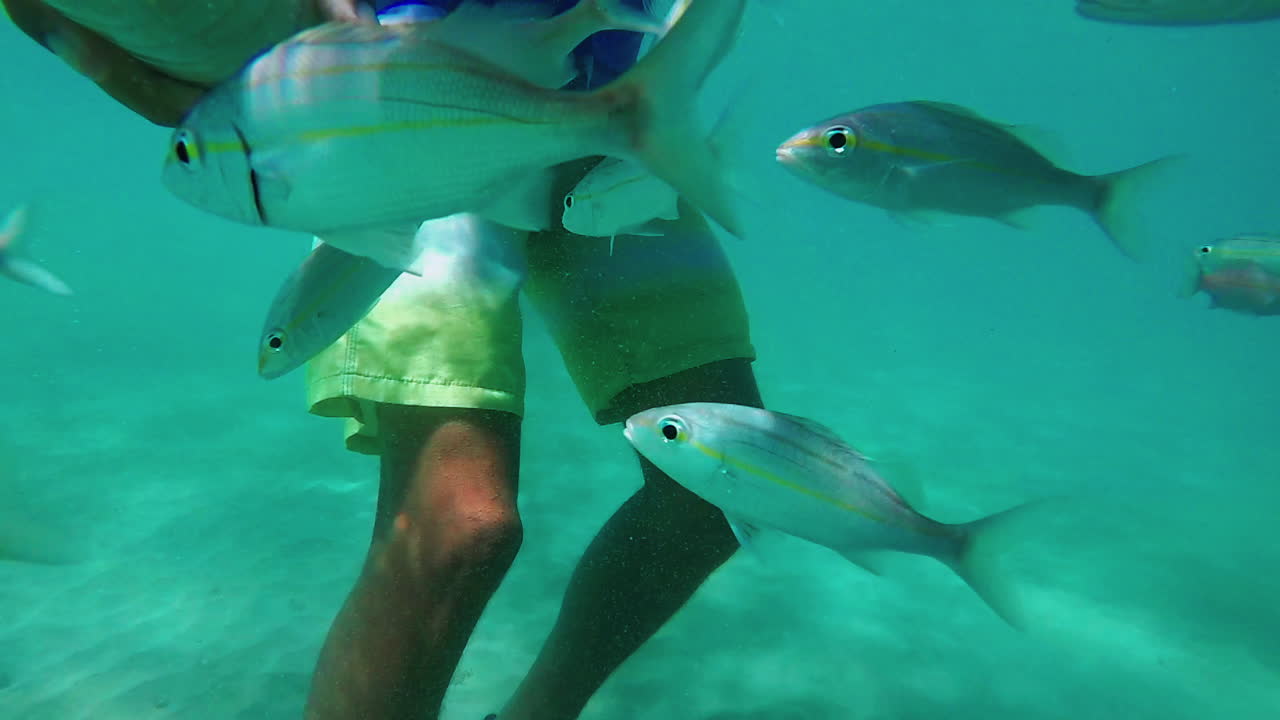 SLOWMOTION UNDERWATER SCENE: Fish being fed by man.