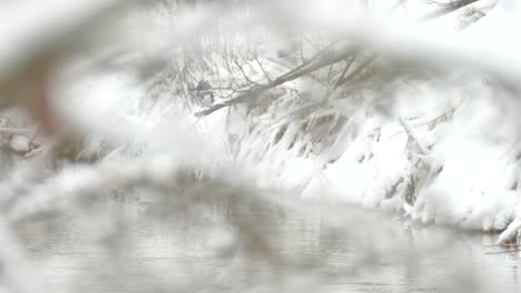 Eisvogel-Mit-Kaltem-Gürtel,-Der-Auf-Einem-Ast-über-Dem-Fluss-Thront