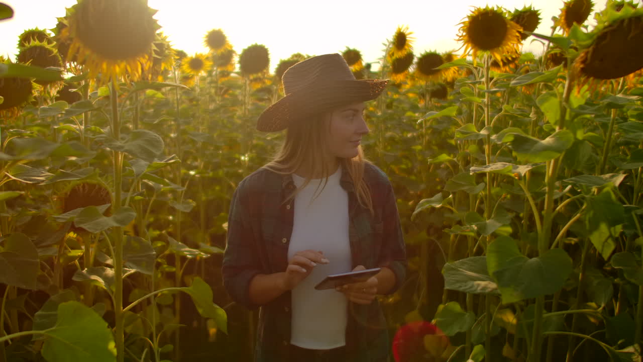 una joven con un sombrero de paja y una camisa a cuadros está caminando por un campo con muchos girasoles grandes en un día de verano y escribe sus propiedades en su tableta para un artículo científico.