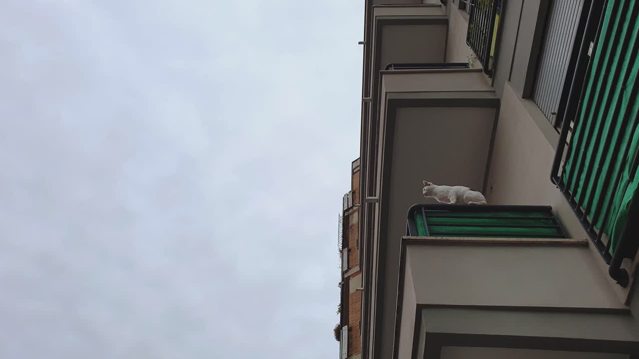 발코니 가장자리에 서 있는 흰 고양이