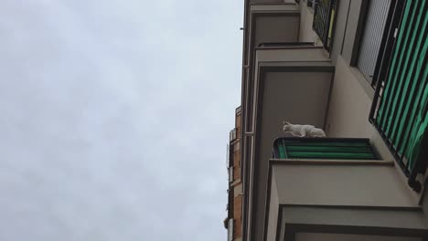 gato blanco parado en el borde del balcón