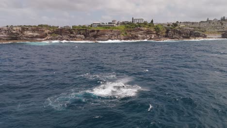 Stunning aerial footage of two humpback whales flapping tails and breaching close to shore at Clovelly, Sydney. A breathtaking display of marine wildlife in the Pacific Ocean.