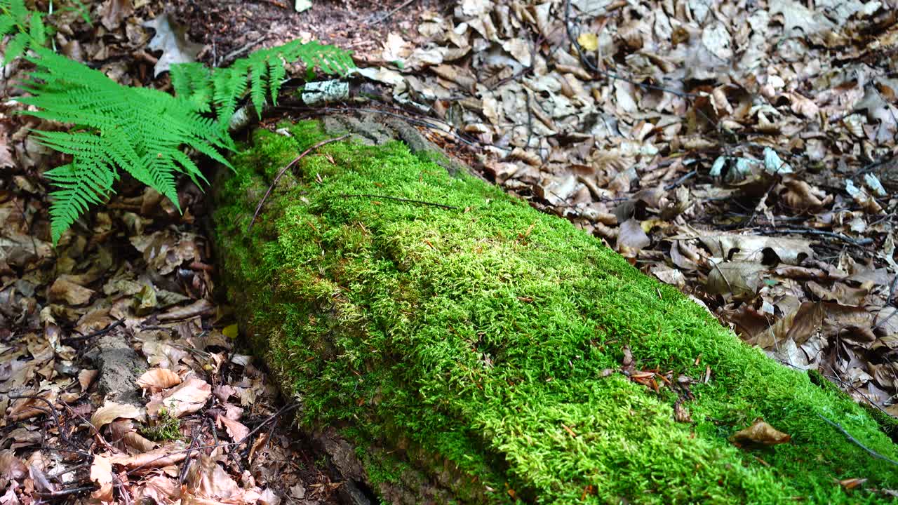 Helecho en el bosque. Sesión de fotos en verano