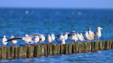 muchas gaviotas de pie una al lado de la otra en un espigón en el mar báltico