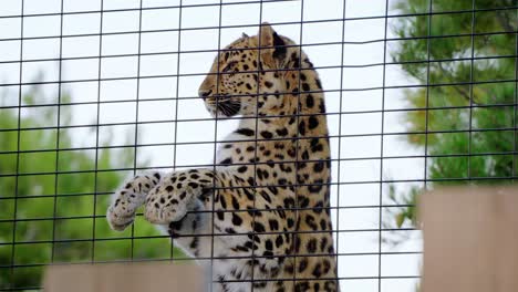 un poderoso leopardo parado en dos pies junto a su jaula en un día nublado con árboles verdes y exuberantes en el fondo