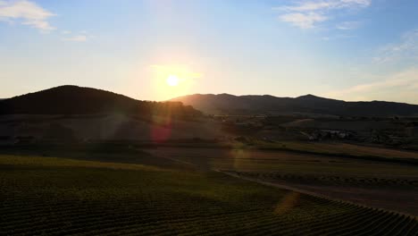 Luftpanoramablick-Auf-Die-Landschaft-über-Weinbergreihen,-In-Den-Hügeln-Der-Toskana,-Italienische-Landschaft,-Bei-Sonnenaufgang