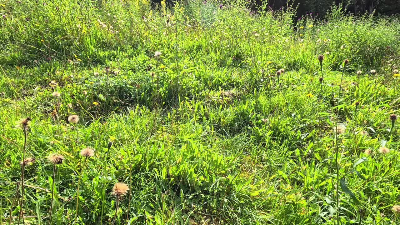 A steady camera pan captures dense green grass and wildflowers in a sunlit botanical garden, highlighting natural textures and vibrant summer growth