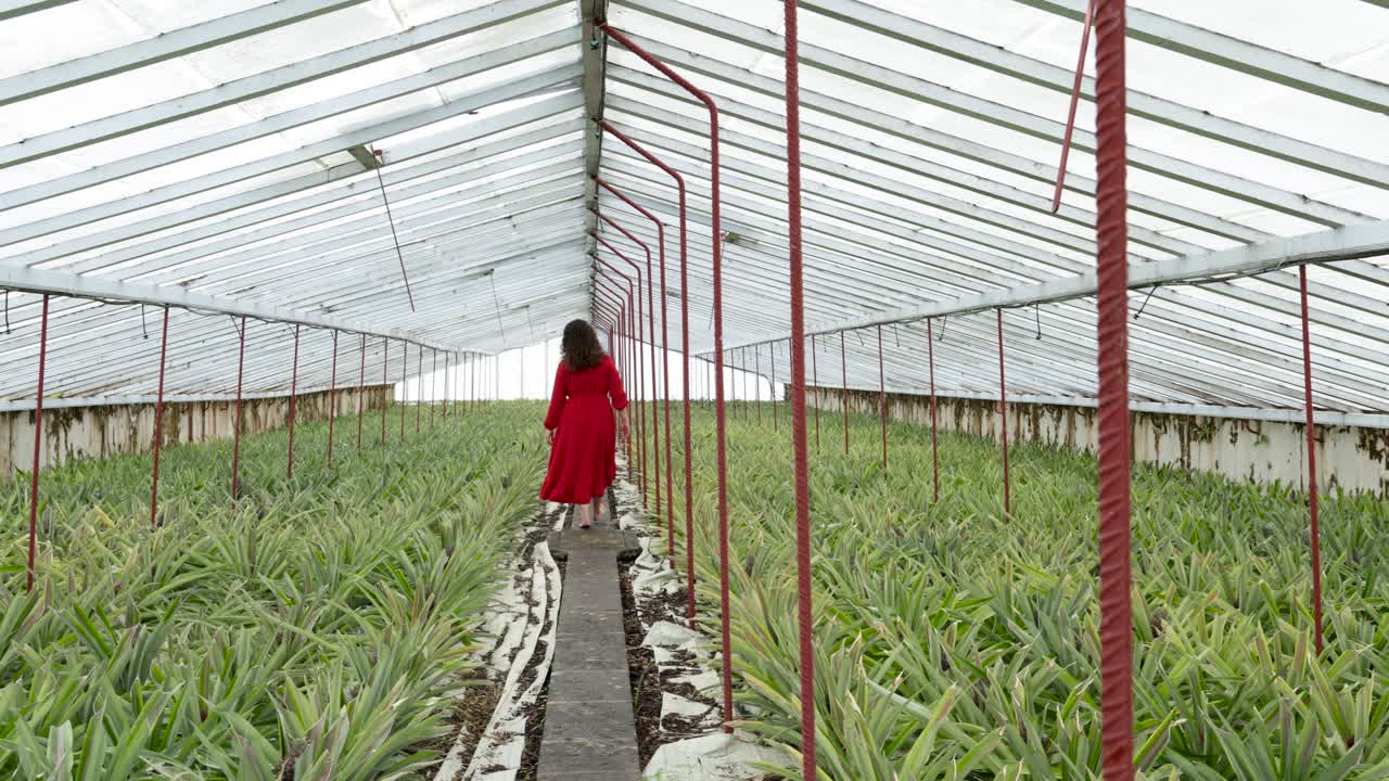 invernadero de piña en las azores, morena en vestido rojo caminando descalza