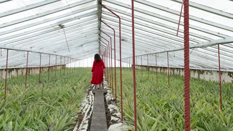 pineapple greenhouse in the azores, brunette in red dress walking barefoot