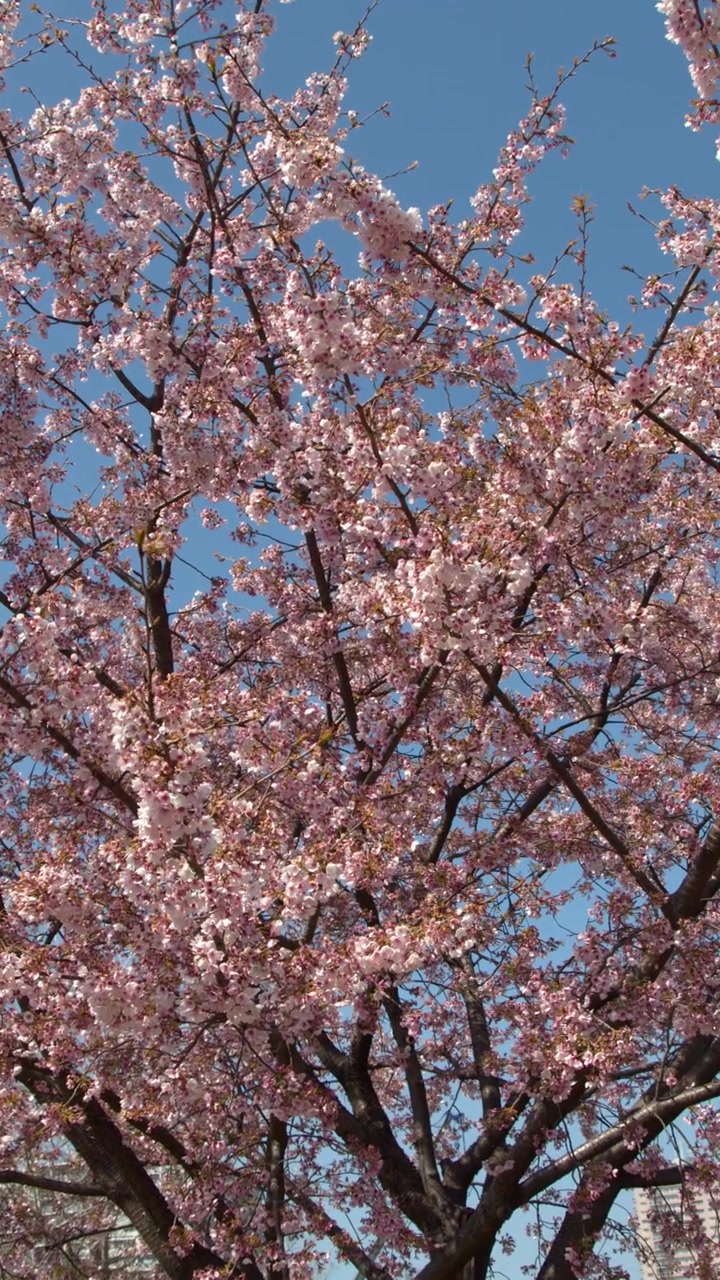 Vibranti fiori di sakura rosa sbocciano sui rami degli alberi sotto un cielo azzurro brillante a Tokyo.