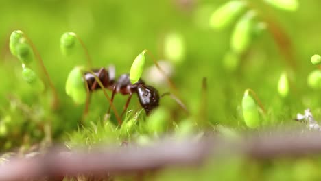 Primer-Plano-De-Hormiga-En-La-Naturaleza.