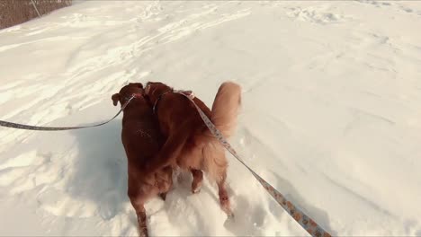 Walking-dogs-in-the-snow