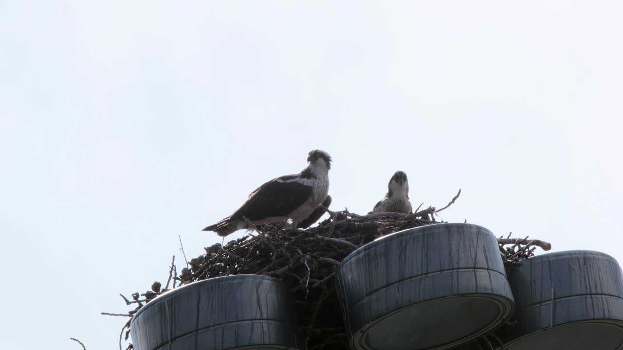 pareja de águila pescadora anidada en un alto poste de luz cerca del río bow, calgary