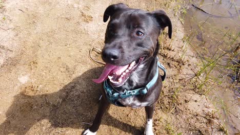 Close-Up-Of-A-Cute-Pit-Bull-Black-Lab-Dog-Mix-Panting-And-Breathing-In-Slow-Motion-After-A-Good-Exercise