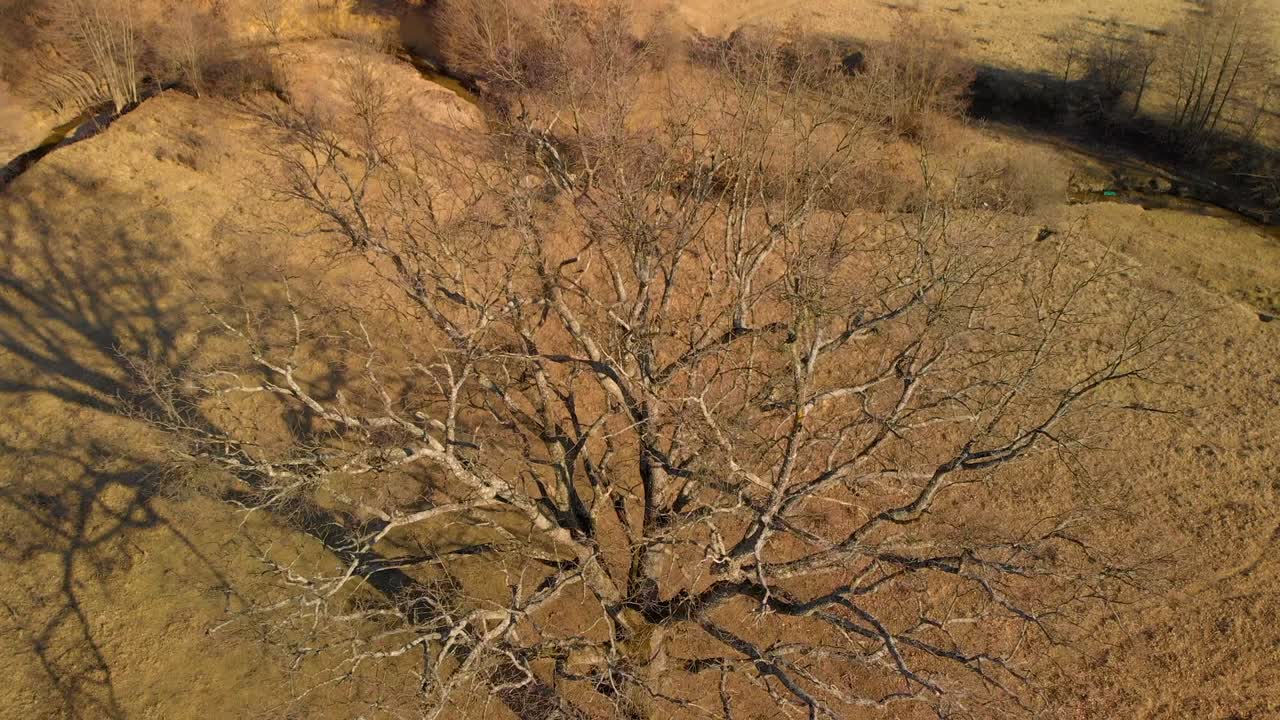 100 년 된 나무 의 공중 촬영