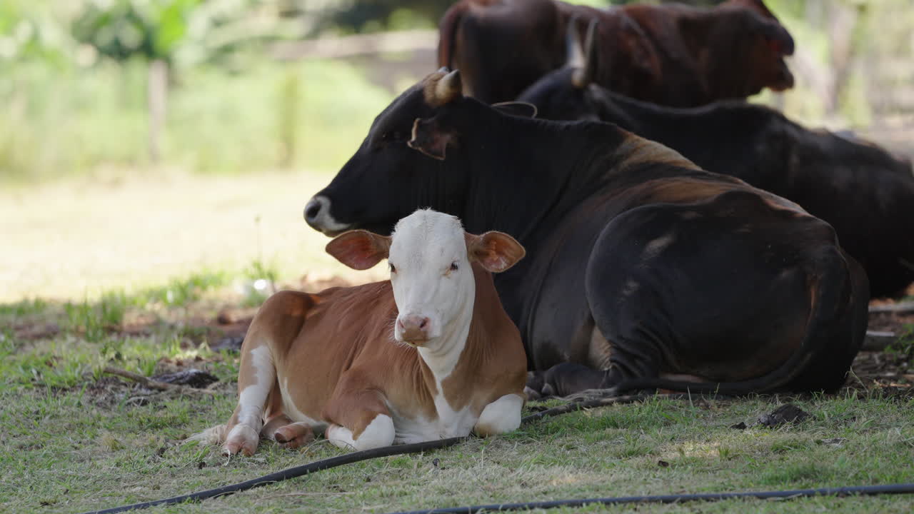 Portrait shot of Cow's herd, cattle laying down in calm grass surface, meadow landscape, Argentine animals relaxing