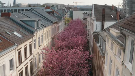 Drone---Aerial-Shot-Of-The-Cherry-Blossom-In-The-City-Bonn-Kirschbluete-In-Der-Heerstraße-Breitestraße-Bonn-Tourism-30p