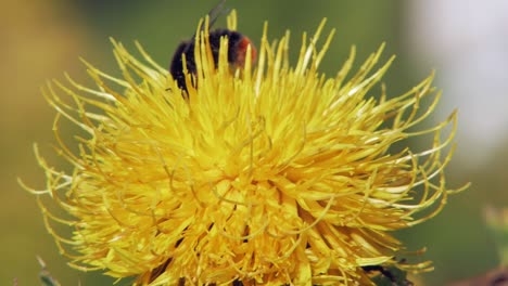 a macro closeup shot of a bumble bee landing on a yellow dandelion flower in search for food