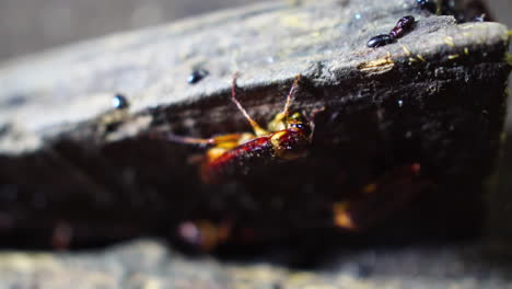 una cucaracha repugnante comiendo en primer plano