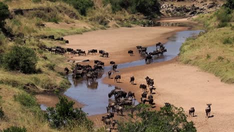 huge herd of wildebeests and gnu at a shallow river and waterhole drinking and cooling down in the african savanna of kenya