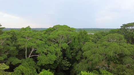 Amazonas-Regenwald-Baldachin-Peru-Tambopata,-4k