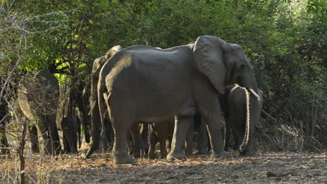 herd of african elephants feeding on grass partly hidden by thicket